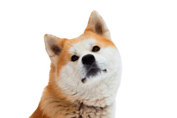 Chiens