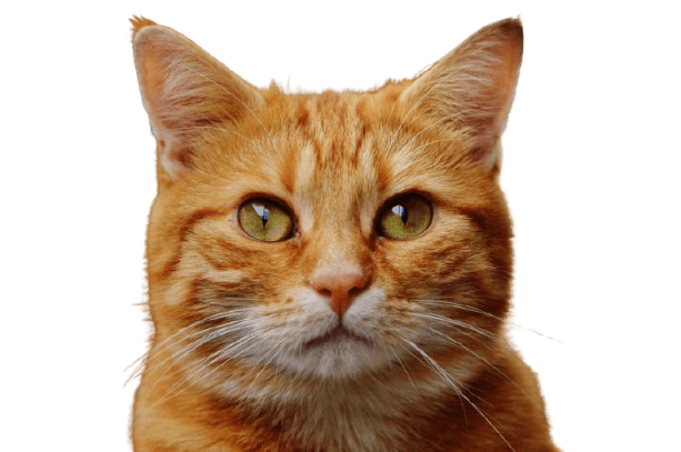 Chats